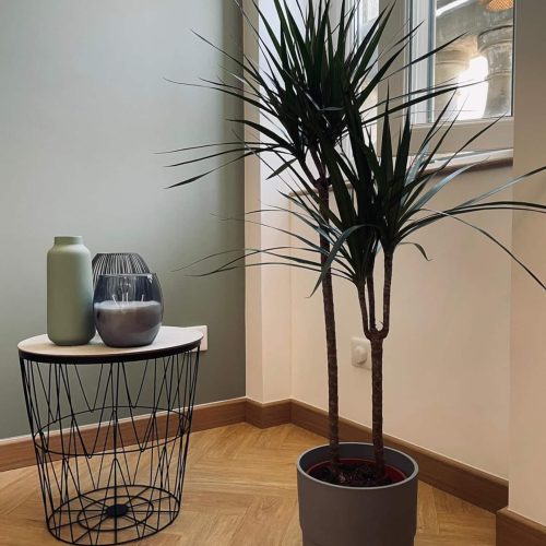 Le clos de Saint Jo’